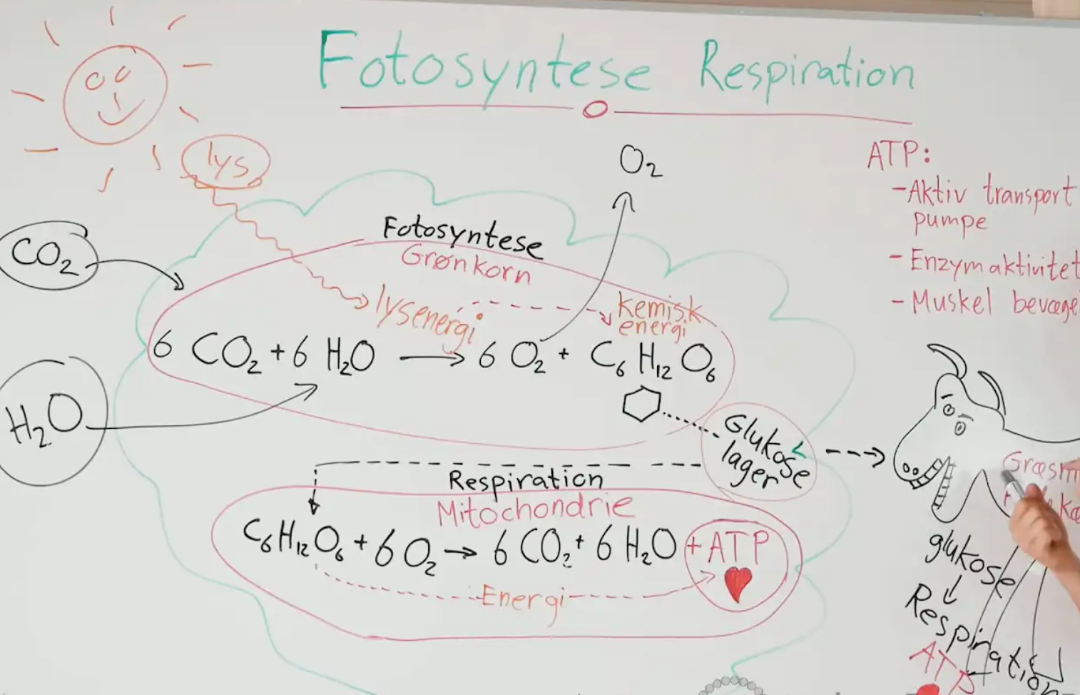 Fotosyntese og Respiration