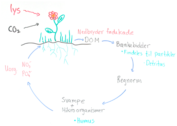 Nedbryder fødekæde