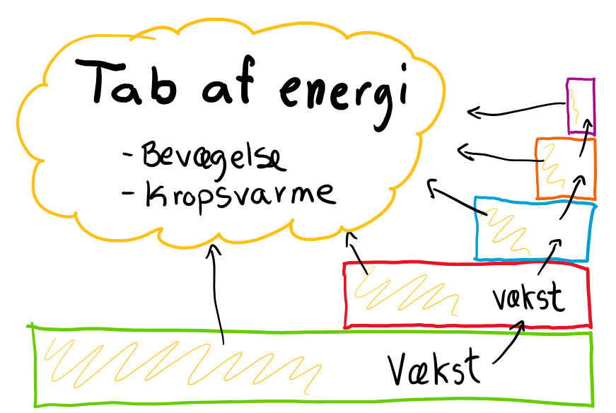 Tab af energi i fødekæden